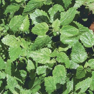 Lemon Balm Thumbnail